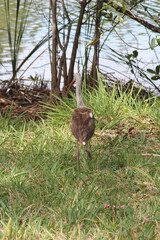 Brown and white tropical bird during spring