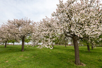 Apple blossom in an old fashioned cider orchard