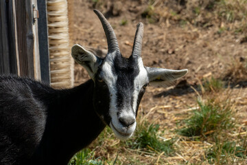 Schwarze Ziege mit Hörnern und weiß grauer Zeichnung 