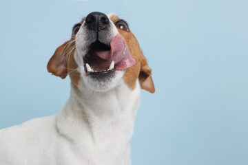 The dog is waiting for a delicious treat. White background, animal care concept - obrazy, fototapety, plakaty