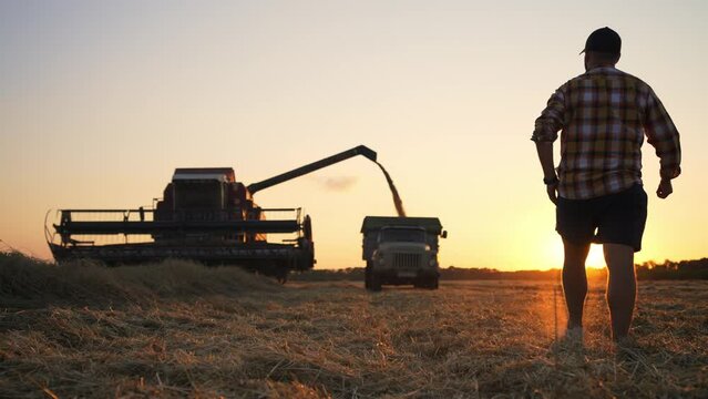 Farmer man goes to combine harvester which collects grain to truck on field at sunset in autumn, back view. Agronomist controls agriculture business. Eco healthy food production, agribusiness concept.