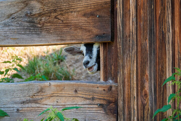 Junge Ziege, Zicklein versteckt sich hinter einem Zaun