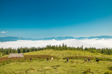Idyllic landscape in the Alps with cows grazing in fresh green meadows between blooming flowers, Salzburger Land, Austria
