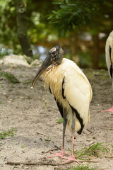 Wood Stork in Florida
