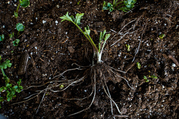 Focus on the roots of a ranunculus plant. Plant and roots laying on soil.