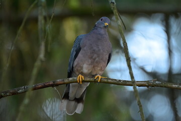 Band-tailed Pigeon in a tree