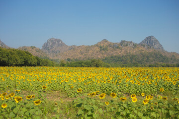Fototapeta na wymiar Sunflower field with mountain