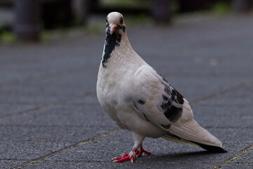 Close-Up Of Pigeon