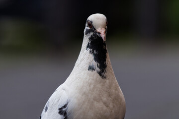 Close-Up Of Pigeon