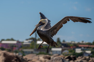 Brown pelican spreading its wings before landing