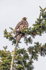 Golden Eagle bird