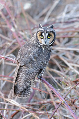 Long eared owl