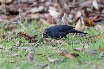Rusty Blackbird bird