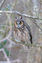 Long eared owl