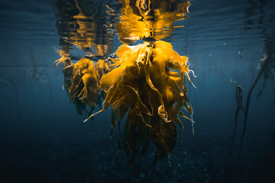 shiny kelp