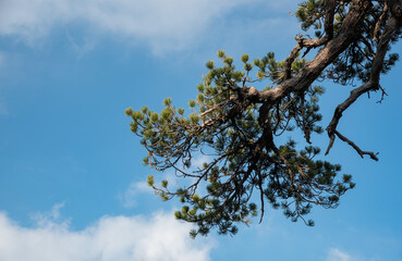 Lonely forest pine tree against cloudy sky in the forest.