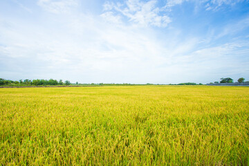 Fototapeta premium Yellow rice field with blue sky