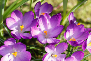Fototapeta premium Lila Krokusse