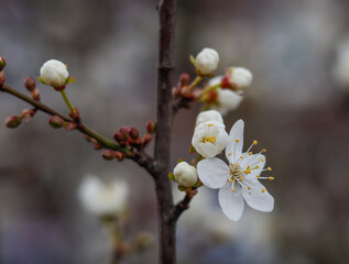 Weiße Kirschblüten im März