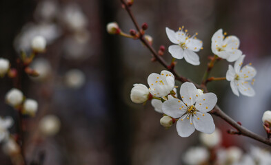 Weiße Kirschblüten im März