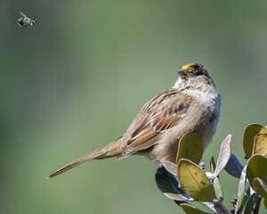 A Golden-Crowned Sparrow Watches a Bee Flying By at the Wrigley Botanical Gardens of Catalina Island in California