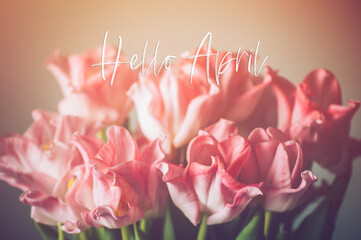 Hello April text. Beautiful Bunch of Pink Parrot Style Tulips in the Vase on blue background, spring holiday concept, art background