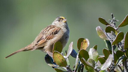 A Golden Crowned Sparrow in the Wrigley Botanical Garden of Catalina Island in California