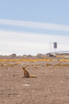 Culpeo shot in high mountains