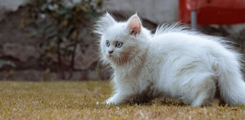white persian cat on the grass