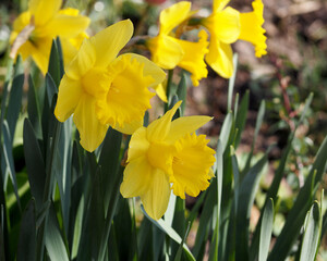 close spring yellow narcissus flowers grow with green leaves.  nature garden near the house