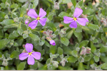 Obraz premium close small purple flowers of lesser periwinkle in spring top view. purple background with flowers