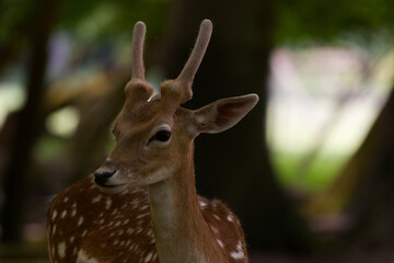Fallow deer