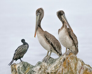 A Pair of Brown Pelicans Roost on Bird Rock of Catalina Island in California