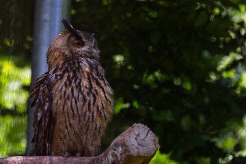 owl on tree