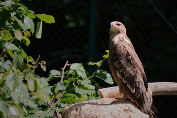 Hawk at the zoo