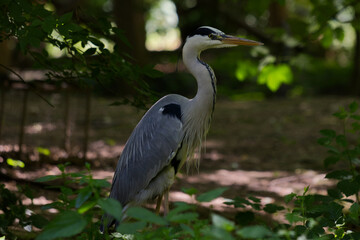 Grey heron in the wild