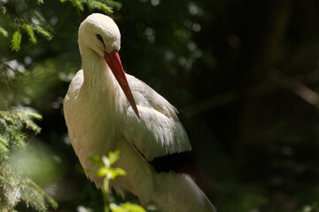 Stork at the Zoo, Germany