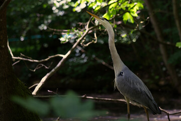Grey heron in the wild