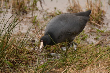 American Coot in the grass