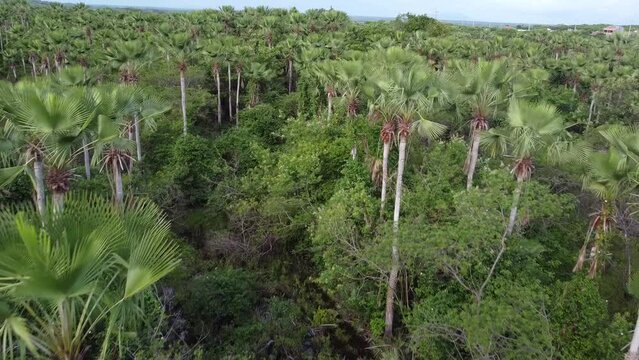 carna&uacute;ba, matas de carnaubal, carna&uacute;ba, cera de carna&uacute;ba, v&iacute;deo de carna&uacute;ba 