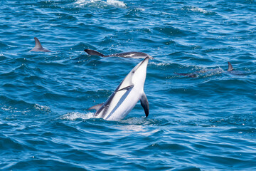 Fototapeta premium A Dusky Dolphins (Lagenorhynchus obscurus) jumping above the blue water, Valdes Peninsula, Argentina. The dusky dolphin is a dolphin found in coastal waters in the Southern Hemisphere.