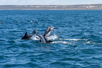 Obraz premium Dusky dolphins (Lagenorhynchus obscurus) surfacing in the blue water, Valdes Peninsula, Argentina. The dusky dolphin is a dolphin found in coastal waters in the Southern Hemisphere.