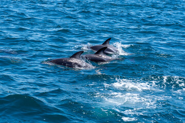 Fototapeta premium Dusky dolphins (Lagenorhynchus obscurus) surfacing in the blue water, Valdes Peninsula, Argentina. The dusky dolphin is a dolphin found in coastal waters in the Southern Hemisphere.
