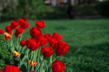 red tulip field