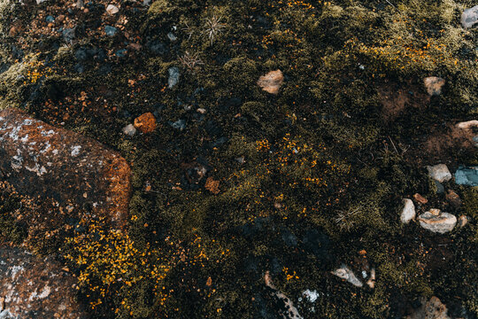 surface of green rural moss. Natural background