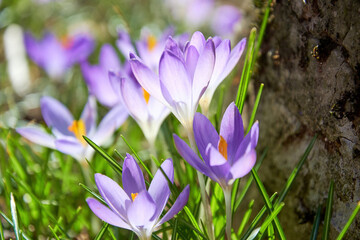 Small tiny spring purple crocus flowers in the grass close to the stone. Seasonal plants and herbs backgrounds