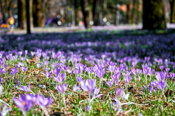 Fresh spring field with purple crocus flowers in the public city park. Seasonal plants and herbs...
