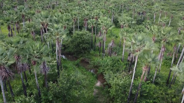 carna&uacute;ba, matas de carnaubal, carna&uacute;ba, cera de carna&uacute;ba, v&iacute;deo de carna&uacute;ba 