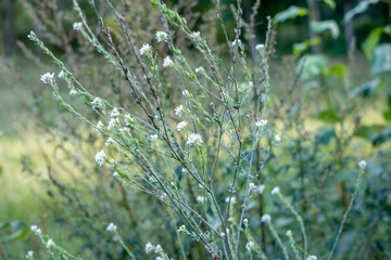 Tiny white wildflowers in a green sunny meadow