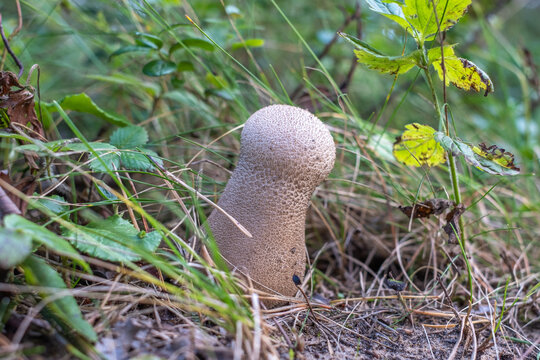 The lone light fuzz-ball in pine needles near yellowing grass. A wild variegated grass blurred in the background. Copyspace